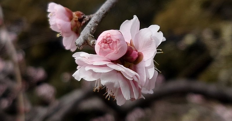 枝垂れ梅　写真付日記のような