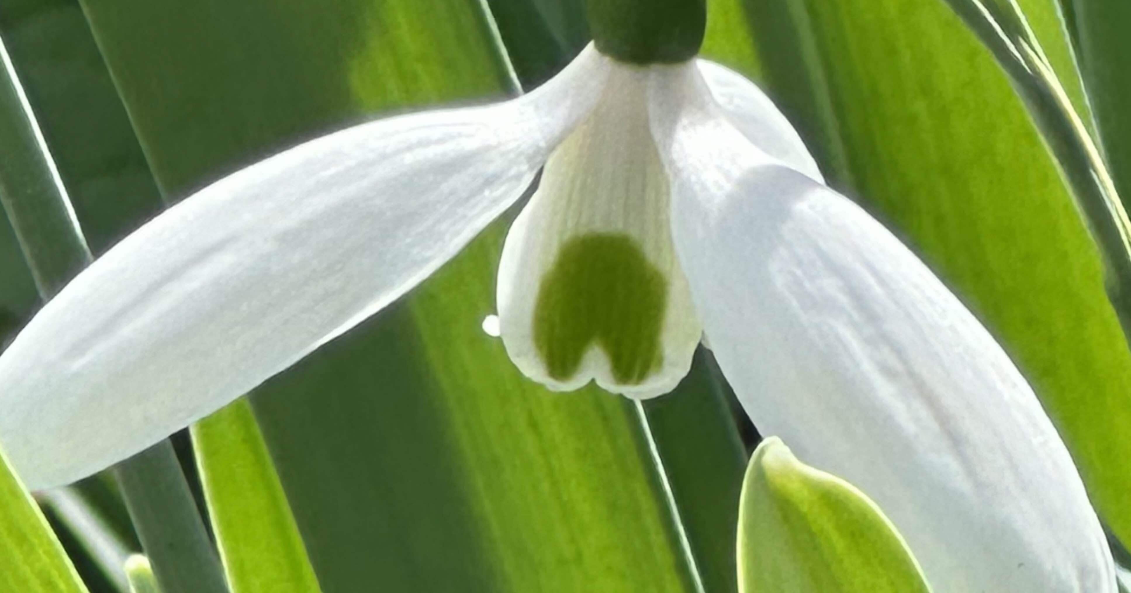 スノードロップ 清楚な美しさをもつ春告花｜EGGSEED