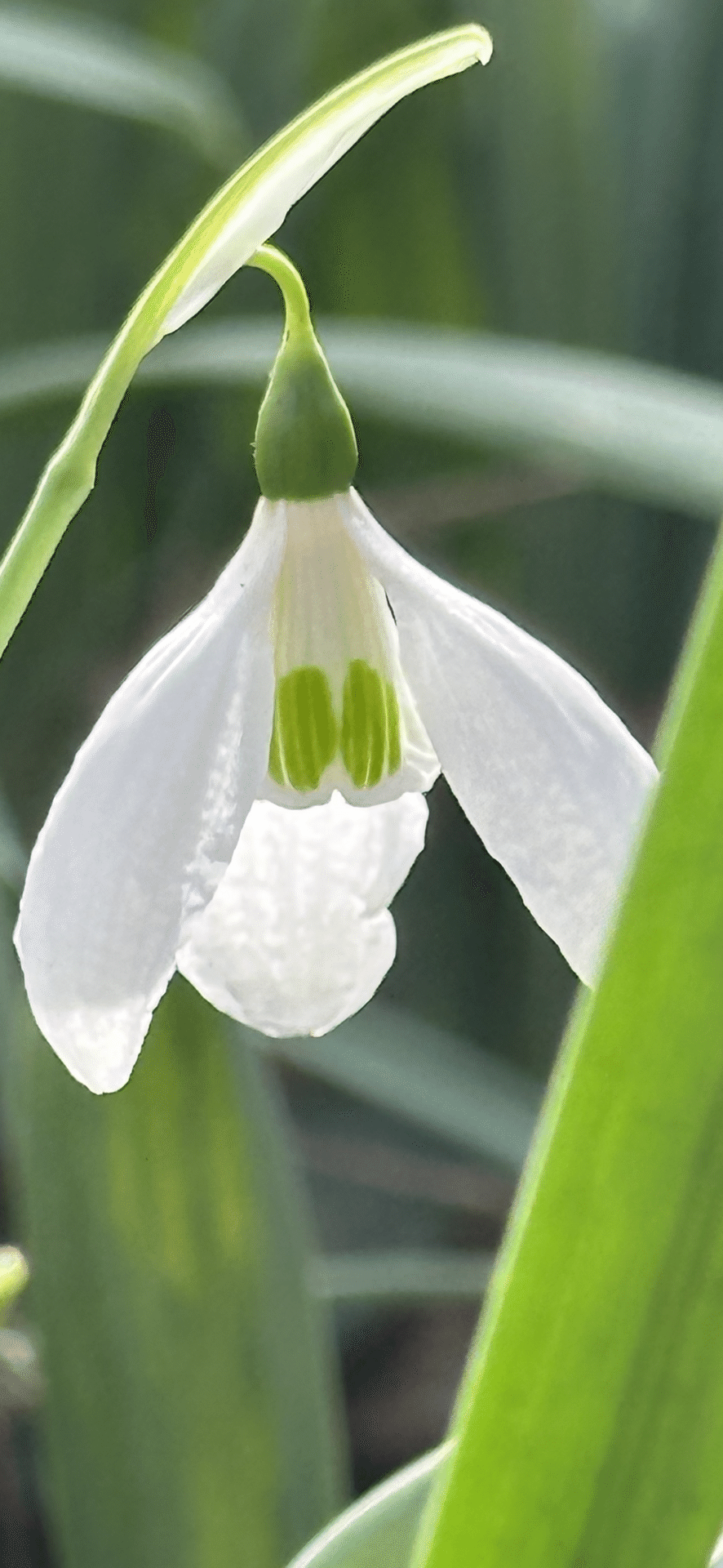【スノードロップ】 スノードロップ 清楚な美しさをもつ春告花｜EGGSEED