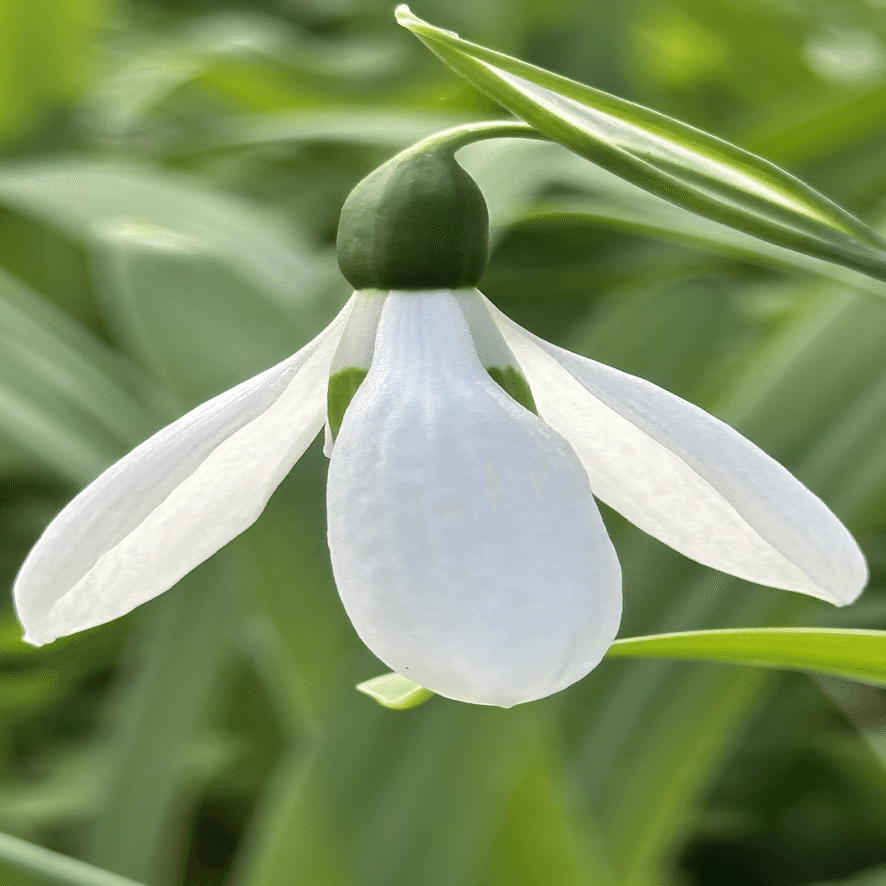 スノードロップ 清楚な美しさをもつ春告花｜EGGSEED