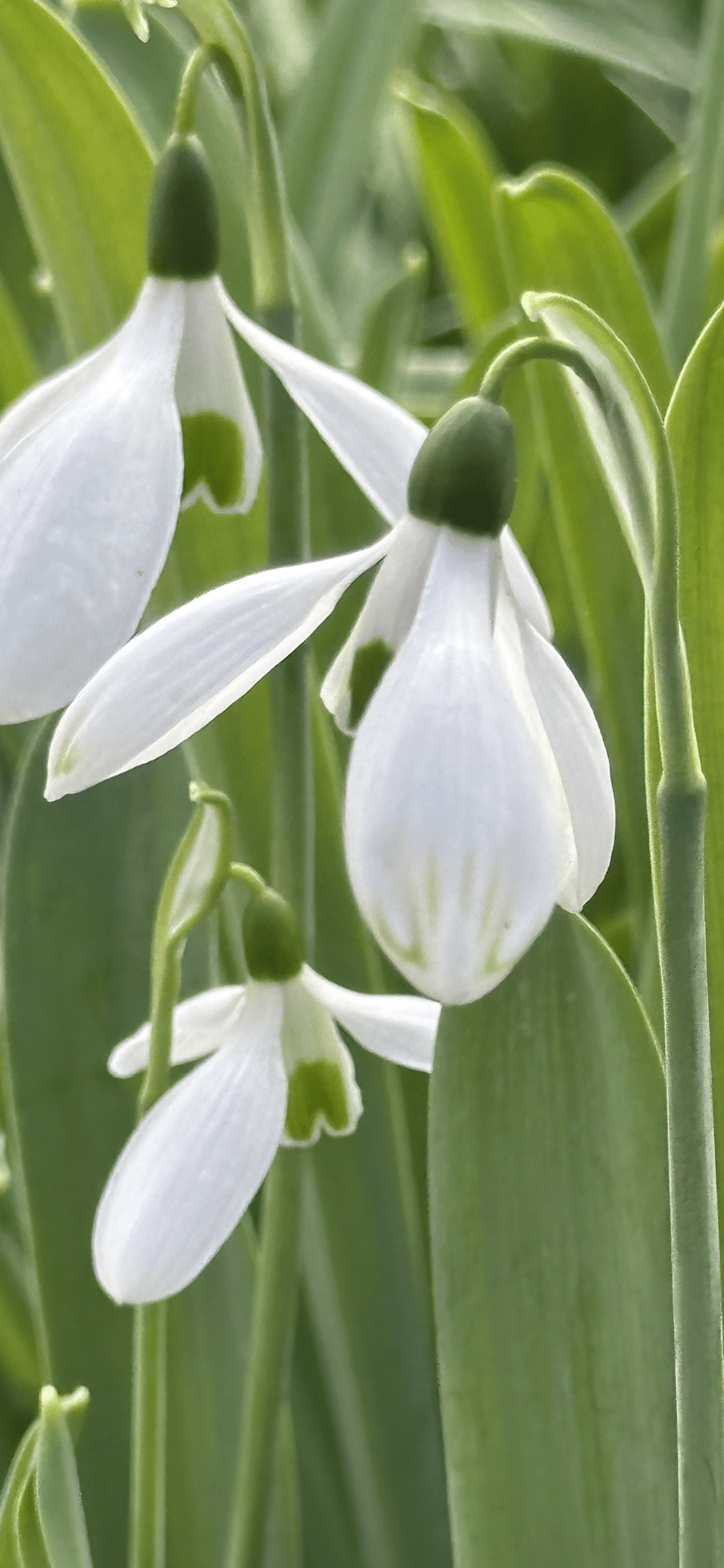 スノードロップ 清楚な美しさをもつ春告花｜EGGSEED