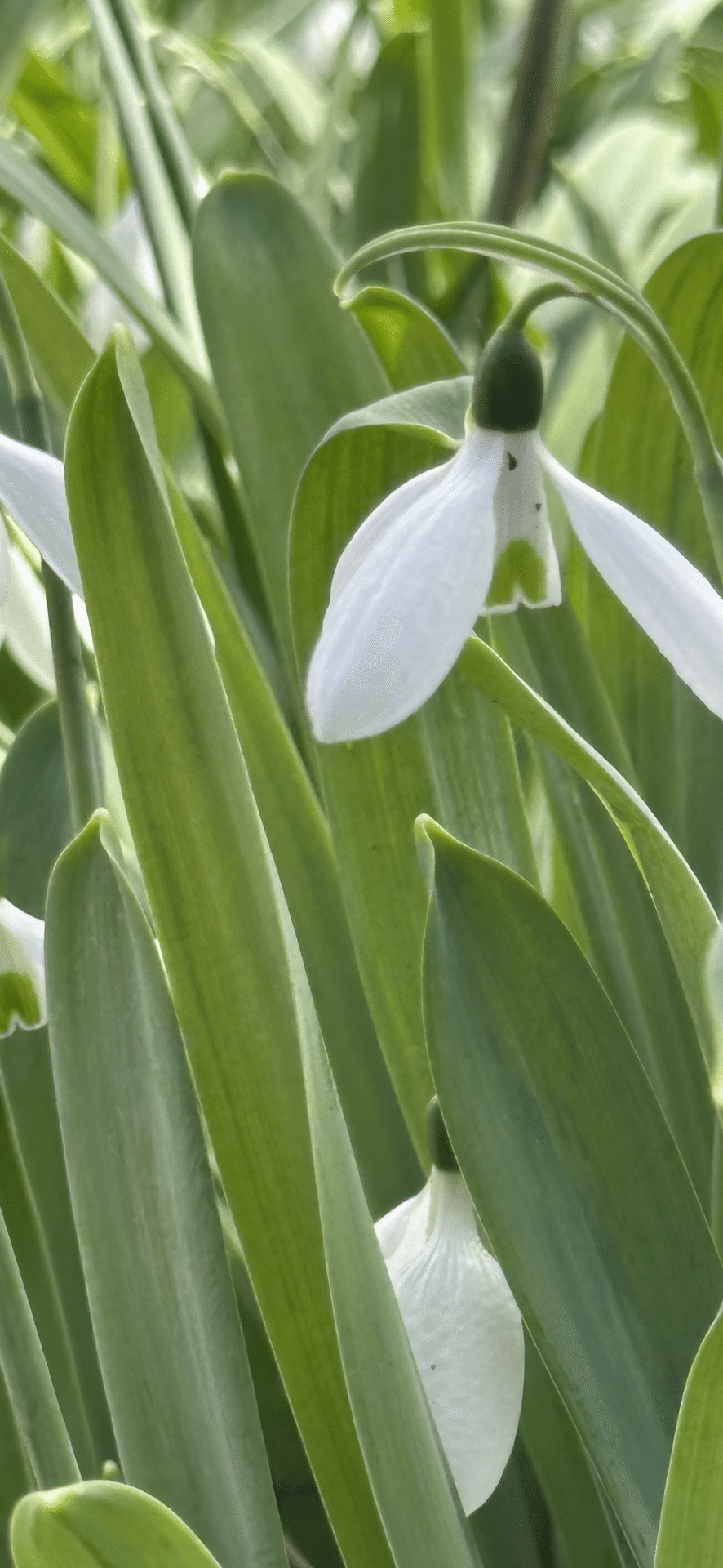 【スノードロップ】 園芸ネット本店｜スノードロップ：マウントエベレスト 3球入り の通販