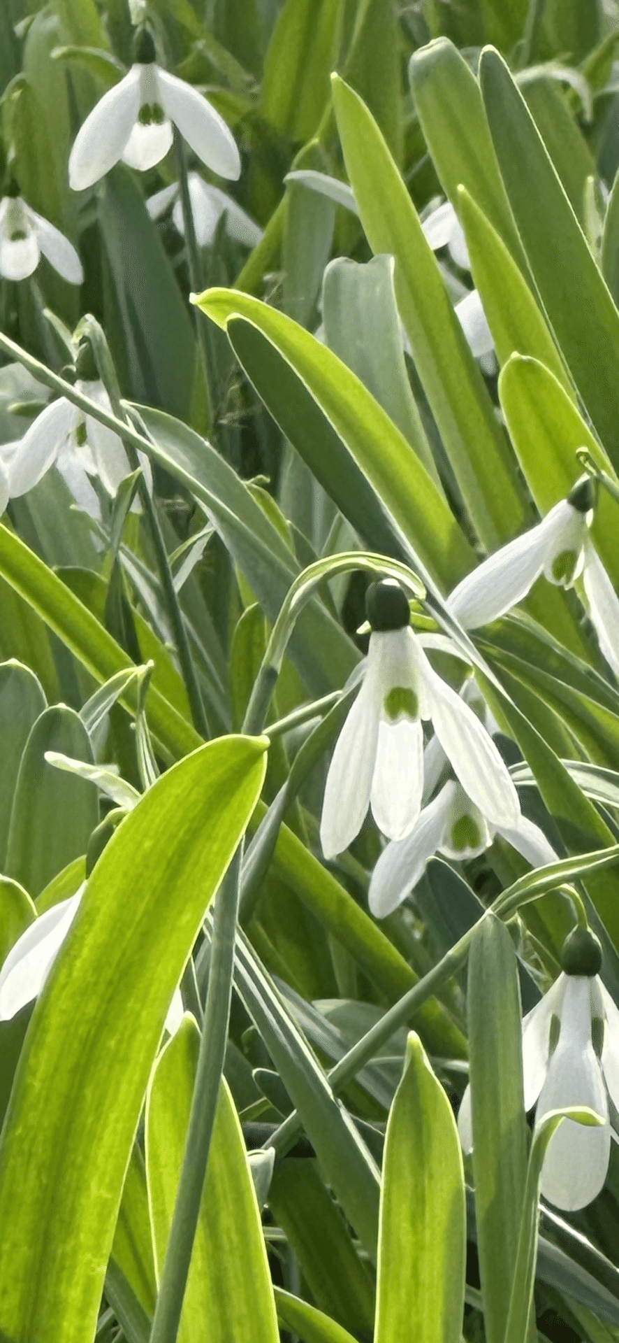 スノードロップ 清楚な美しさをもつ春告花｜EGGSEED
