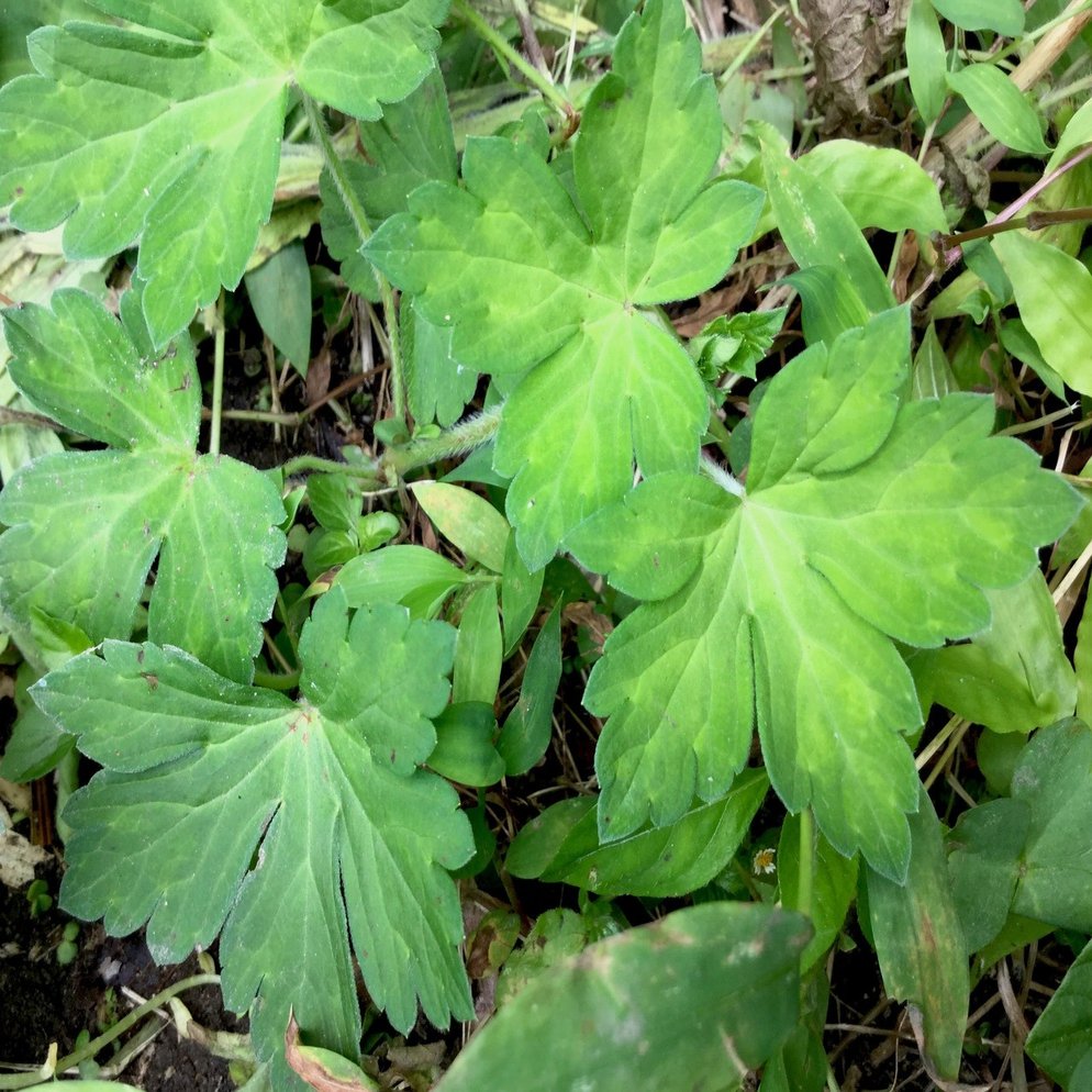 野草食日記 97 ゲンノショウコの白和え なな艸 Note