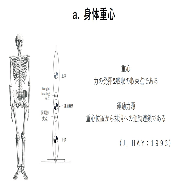 直立二足と骨盤の関係｜土屋元明のからだ改善チャンネル