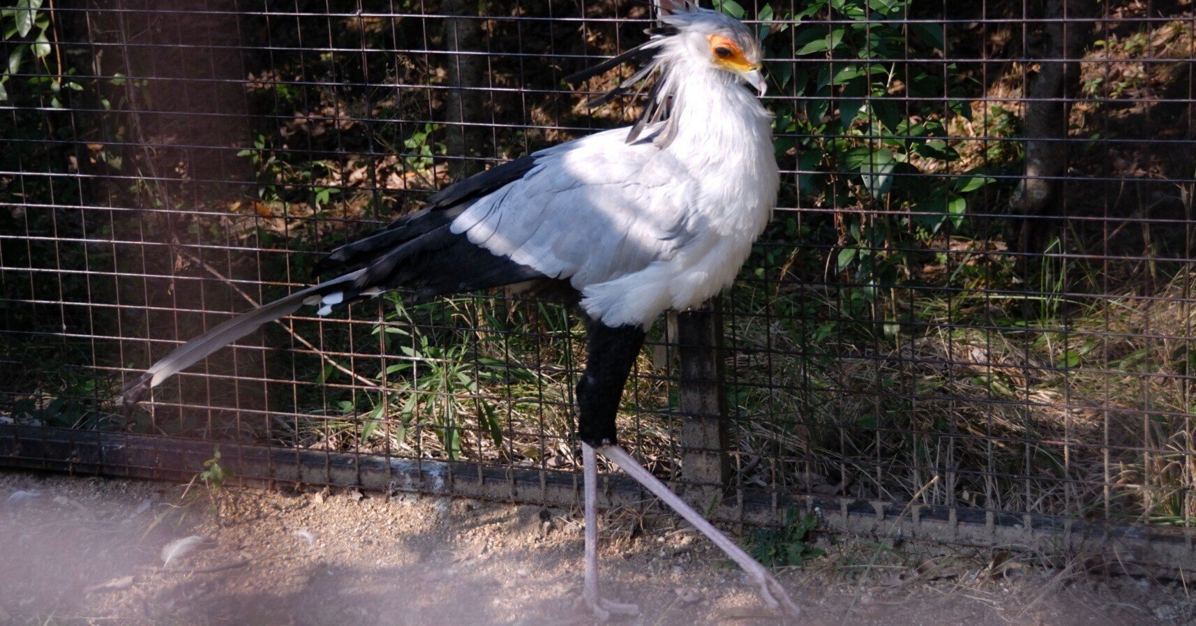 蛇食い」ワシ｜ヘビクイワシ Secretary Bird｜M_ayumi