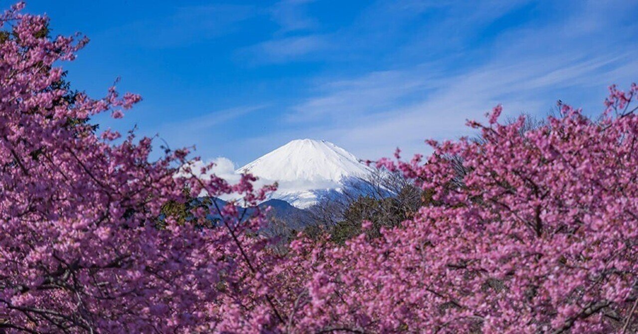 松田町の河津桜｜borichan | 旅するカメラ