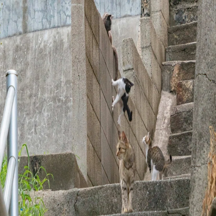 1匹だけ猫の重力がおかしなことに？一人旅愛好家が海辺の集落で出会っ