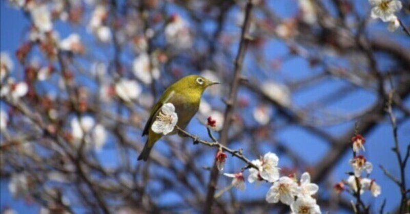 春を待つ円覚寺