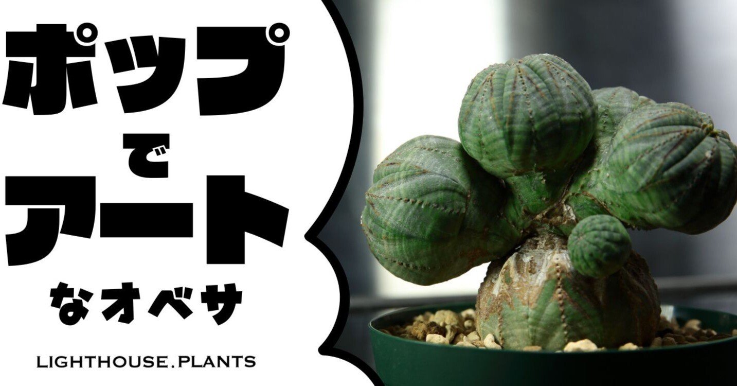 ポップでアートな成長点潰れ ユーフォルビア オベサが辿ってきた歩みを