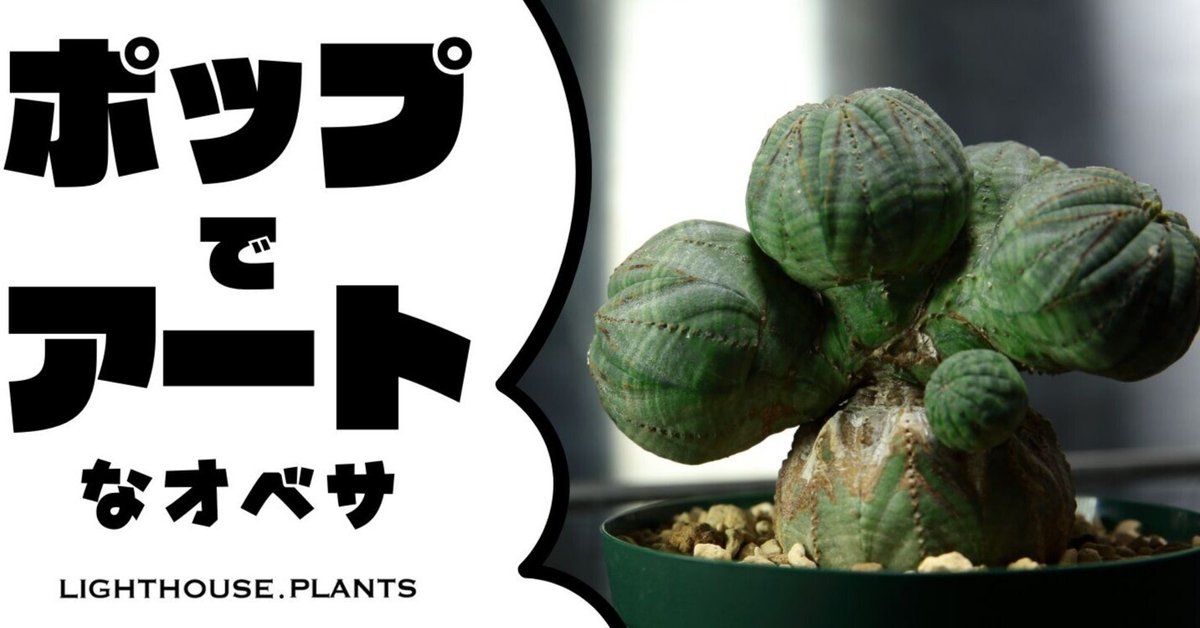 ユーフォルビア オベサが木質化するその