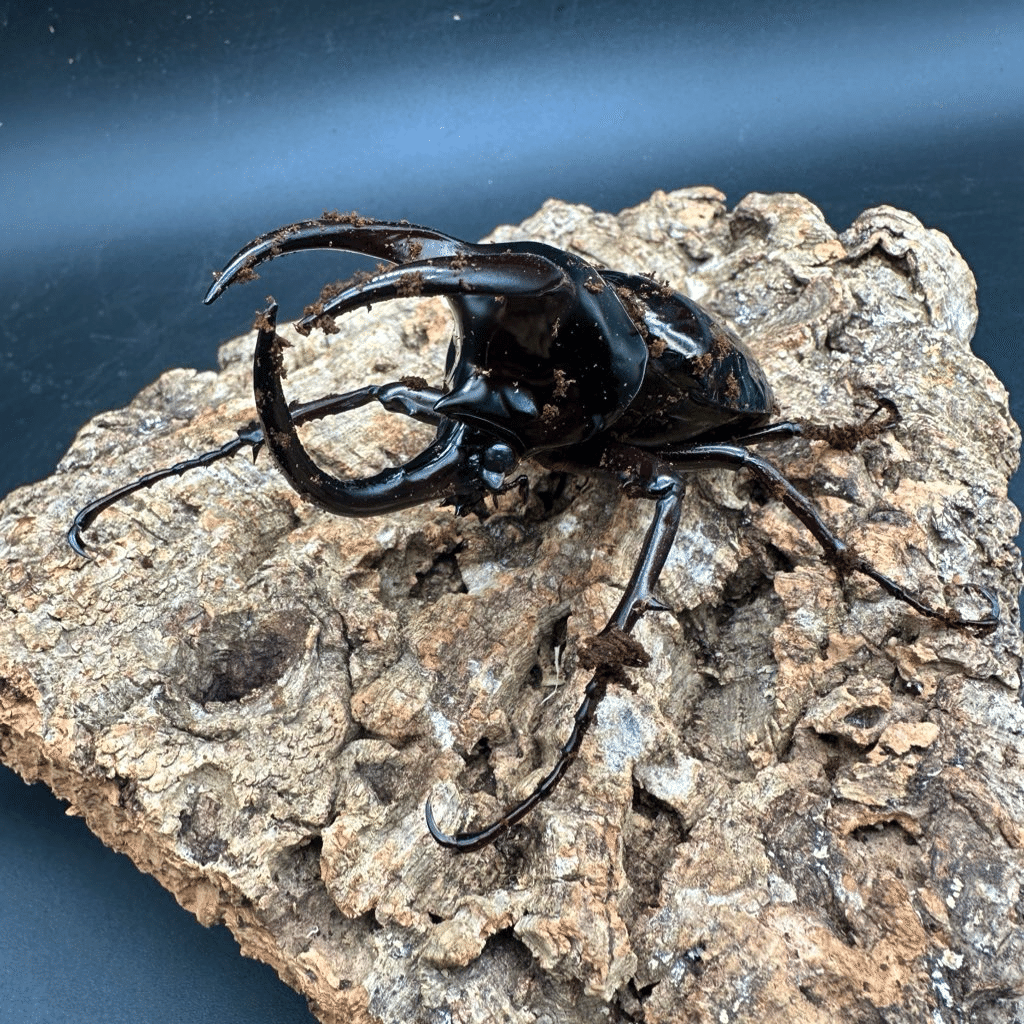 モーレンカンプオオカブト　WF1　３令２♂１♀ モーレンカンプオオカブト飼育記録｜かぶぶくわわ