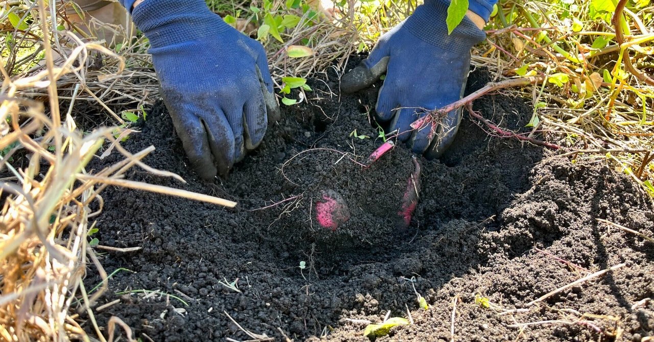 【自然農】耕しすぎはアカン！良い土、柔らかい土作りの方法