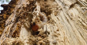 f*t様 オオクワガタ　F0 材割成虫採集個体70.7㎜ オオクワガタ F0 材割成虫採集個体70.7㎜