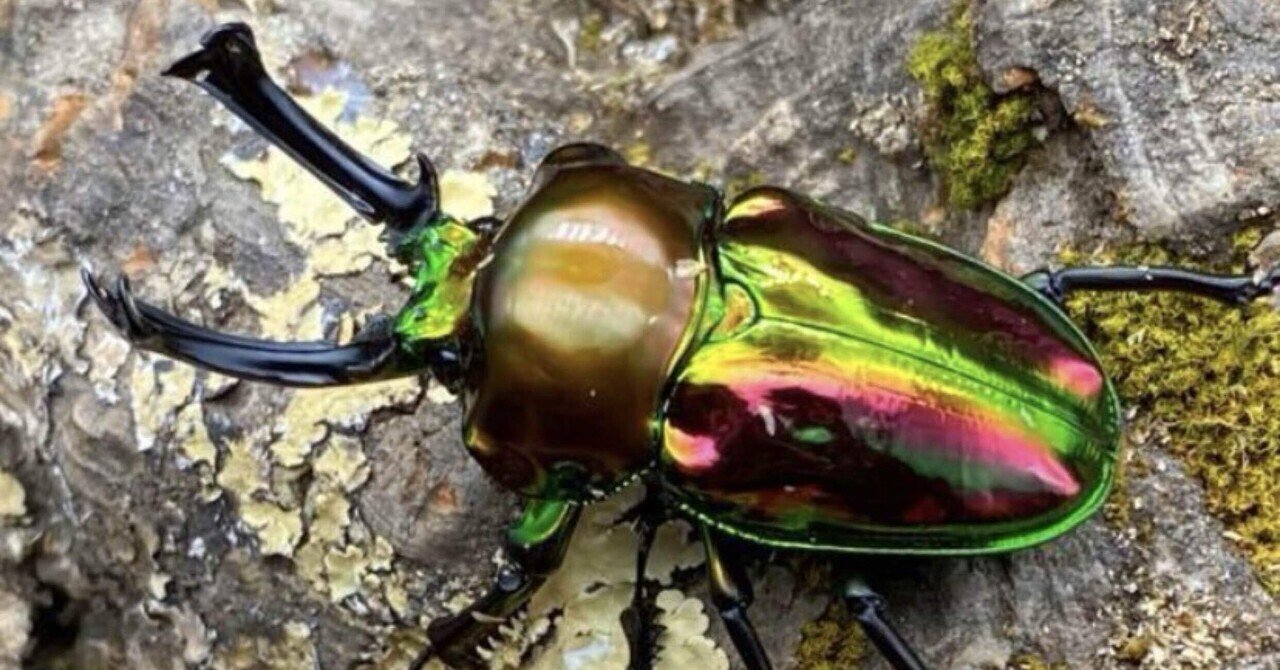 特殊系　ニジイロクワガタ♂2匹セット ニジイロクワガタ 1サイクル飼育録 | クワカブ飼育録あkira