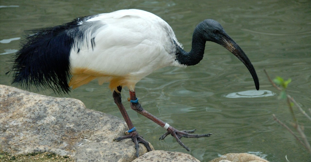 エジプト IBIS イビス神 聖トキ像（エジプトの古代遺物。トキの