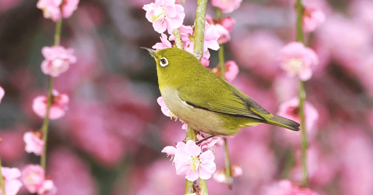 ウグイス、ホウジロ、メジロ用品