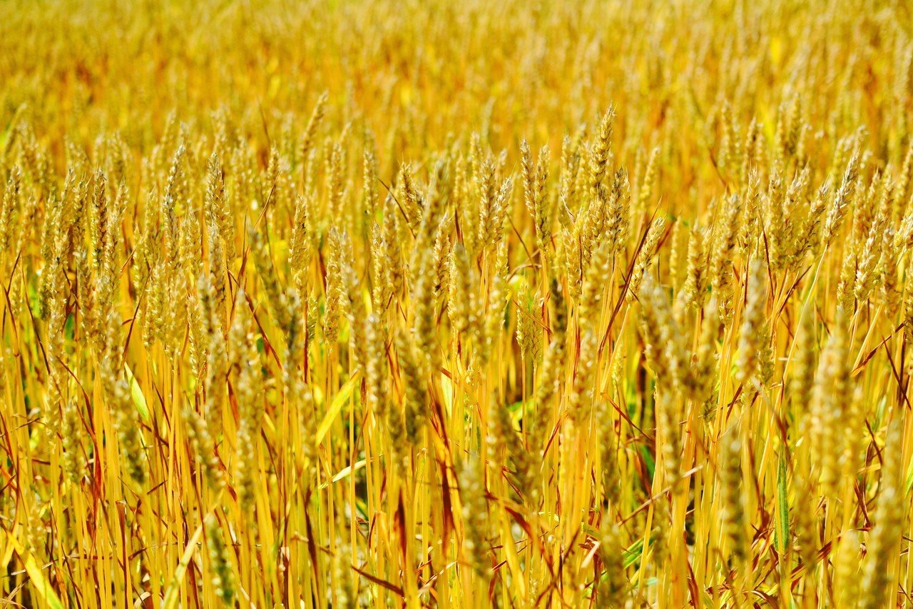 美瑛 Scoop Kawamura Note