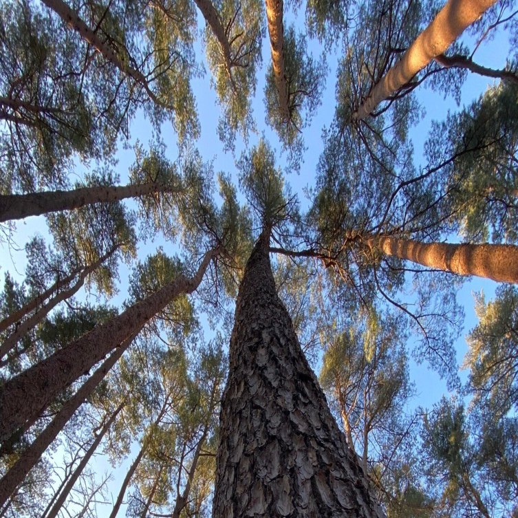 樹木図鑑 その⑧ アカマツ 〜前を向こう、未来は変わる〜｜日本花卉