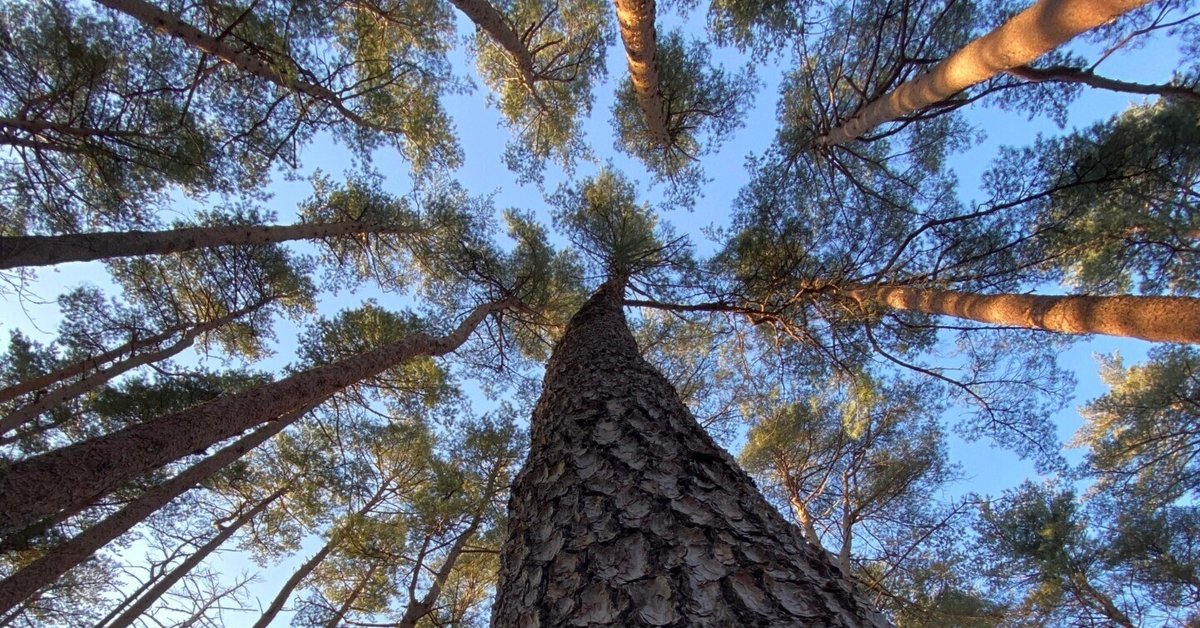 現品　アカマツ　特大苗　1.6mほど　山採り 楽天市場】【3本セット】「アカマツ（赤松）」 苗木 0.3m程度