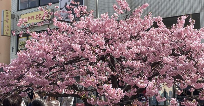三浦海岸の河津桜を見に行きました