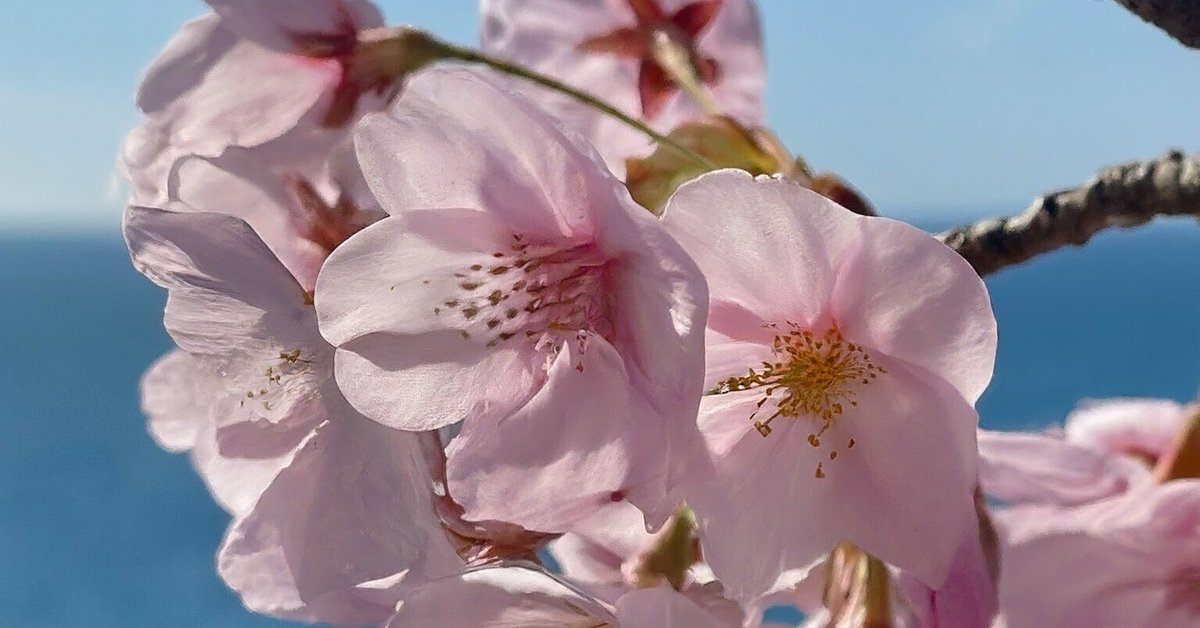 値引き交渉！クロマグロなどMPG オデッセイDesperado1655