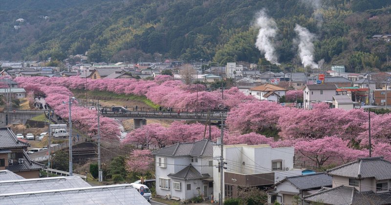 ＃010 春を告げる河津桜まつり