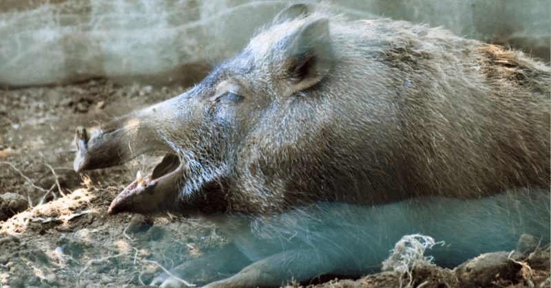 c60e2a217896576b01c38baddedca8