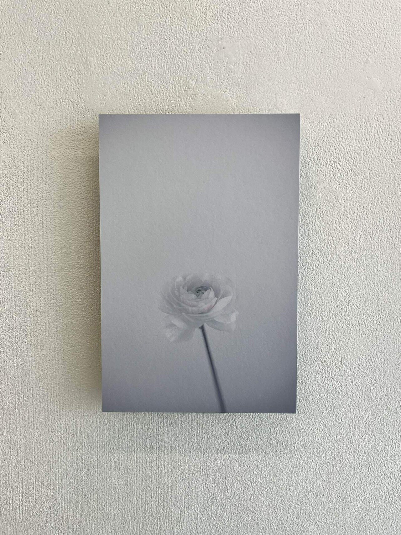 川内倫子さん個展へ｜明悠