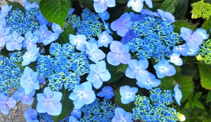 紫陽花への想い 紫 りえ Note 紫陽花への想い 紫 りえ Note