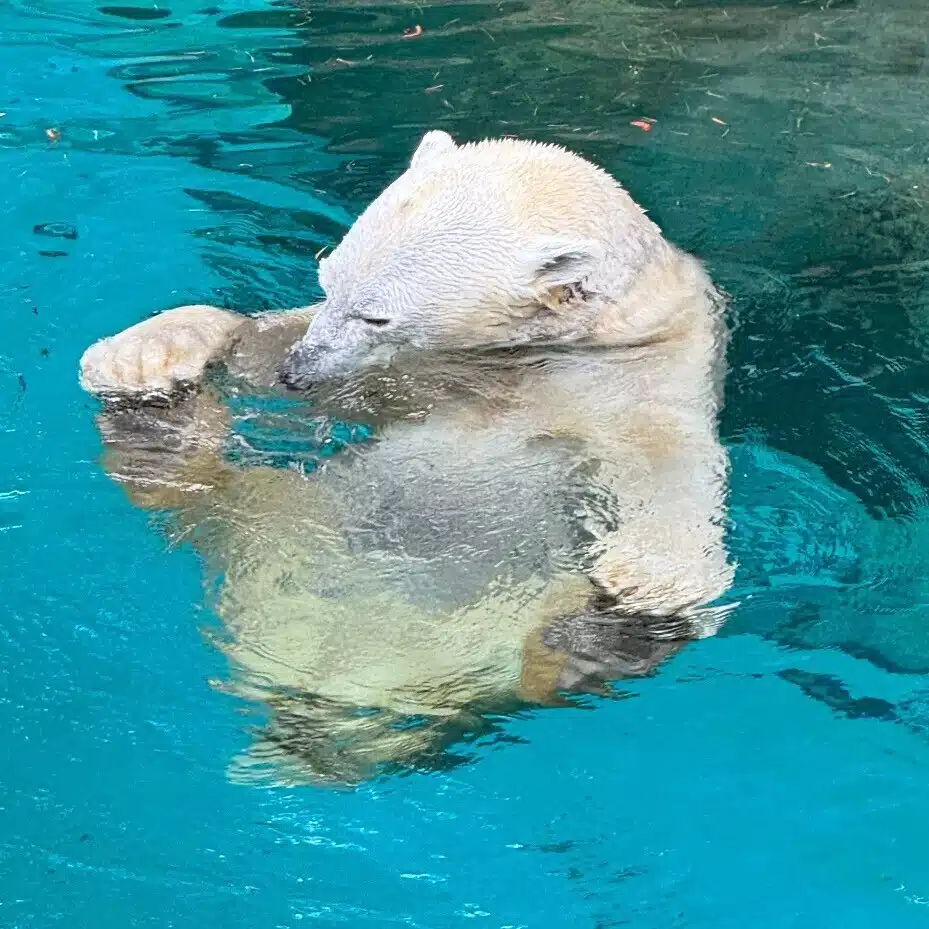へっけ