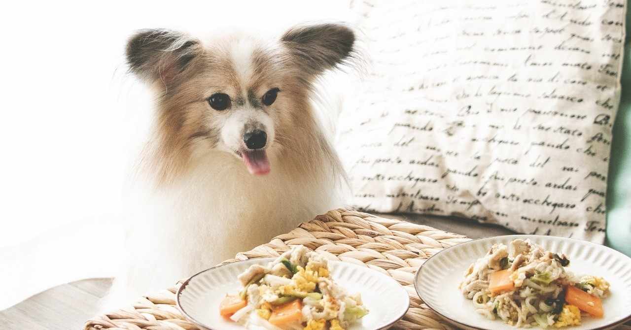 手作り犬ごはんレシピ の新着タグ記事一覧 Note つくる つながる とどける