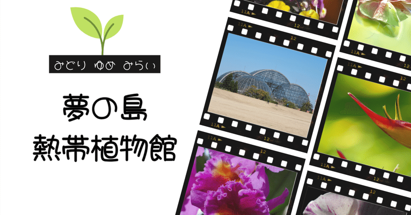 フォトジェニック東京：夢の島熱帯植物館で撮るべき美しい瞬間