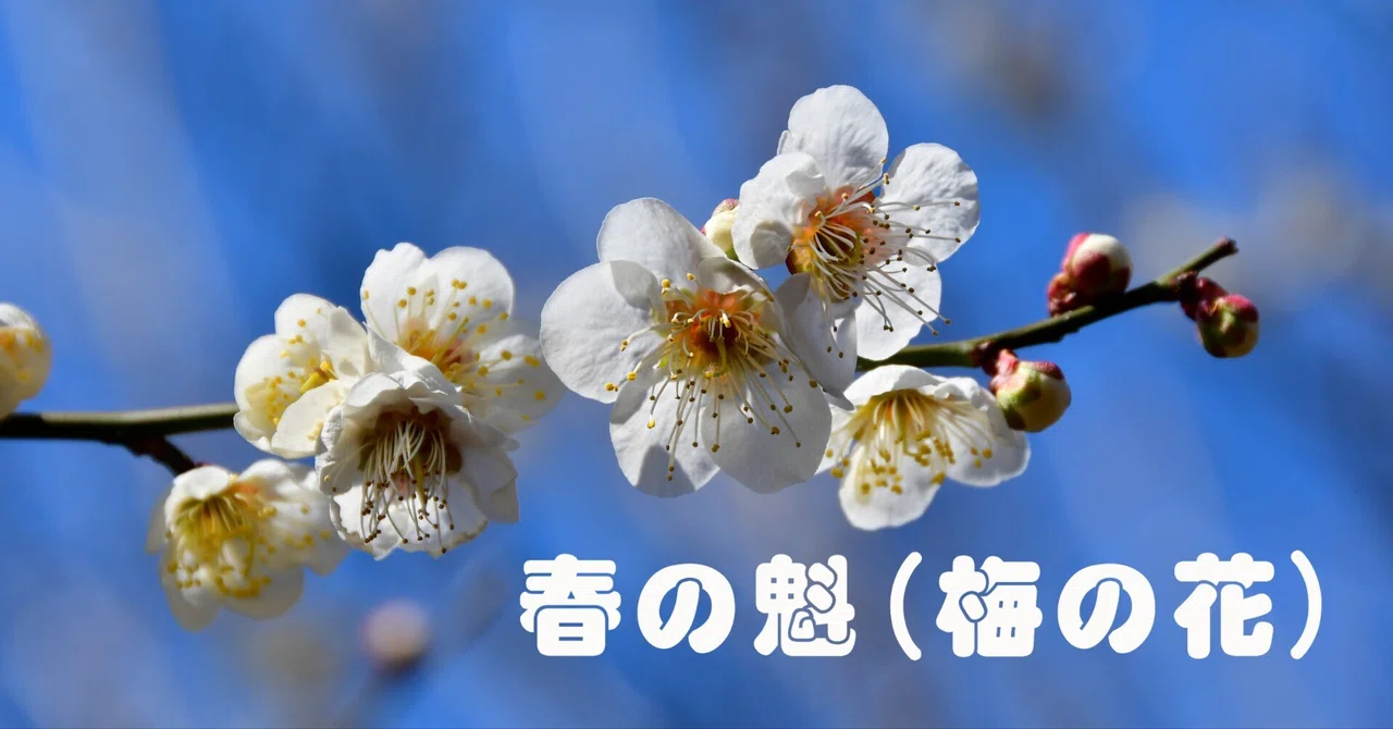 春の訪れと梅の花｜taka