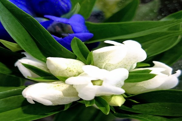 リンドウの花言葉あなたの悲しみに寄り添う の新着タグ記事一覧 Note つくる つながる とどける