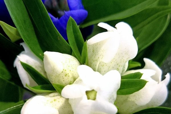 リンドウの花言葉あなたの悲しみに寄り添う の新着タグ記事一覧 Note つくる つながる とどける リンドウの花言葉あなたの悲しみに寄り添う の新着タグ記事一覧 Note つくる つながる とどける