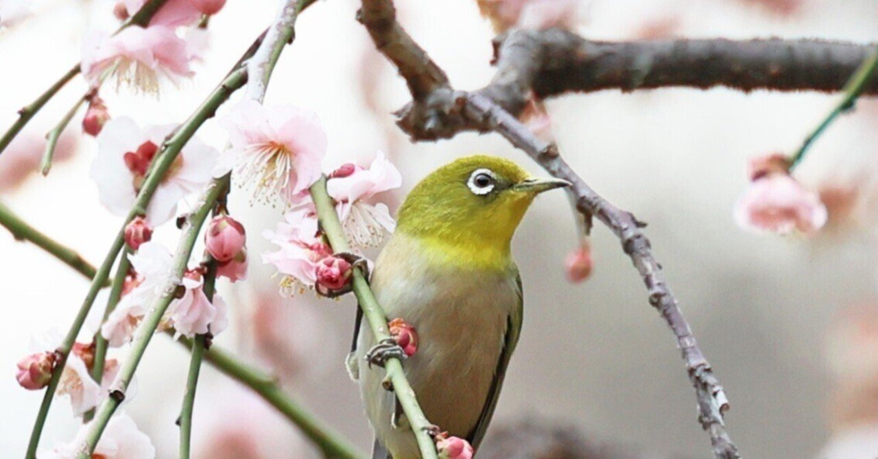 はっち「メジロのお花見」2セット はっち「メジロのお花見」2セット wn4kanbacchi_600x600.png?v=