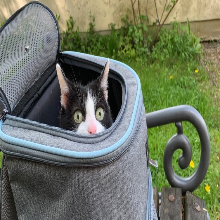 キャットウォーク 飛行機 猫 猫を頭に乗せ空港を堂々と歩く男性…「二度見した」「強すぎる」と話題