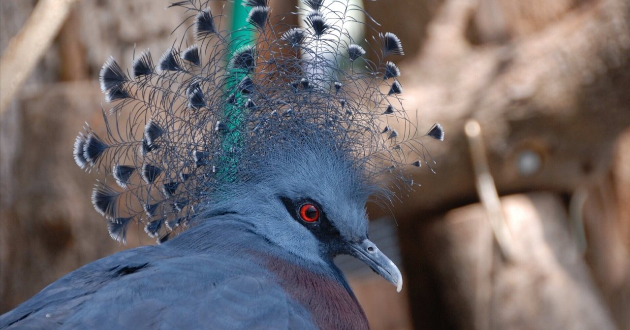 油彩画 オウギバト 油彩画 オウギバト 見事な冠｜オウギバト Victoria Crowned Pigeon
