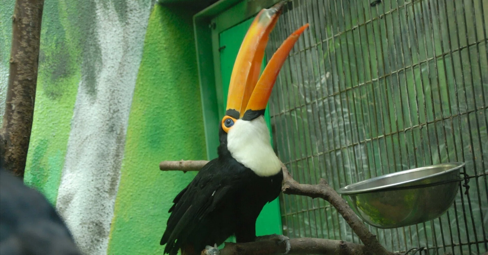クチバシの中はスポンジ状｜オニオオハシ Toco Toucan｜M_ayumi