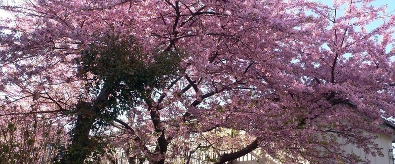 日記「散らない桜」
