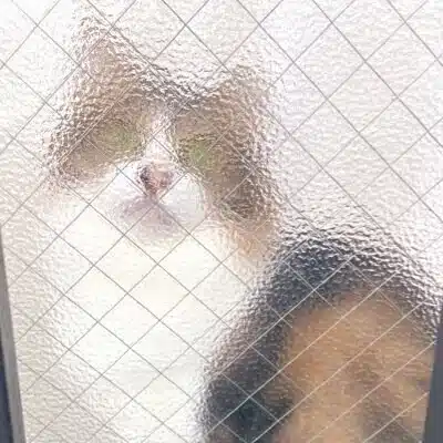日野鴨音