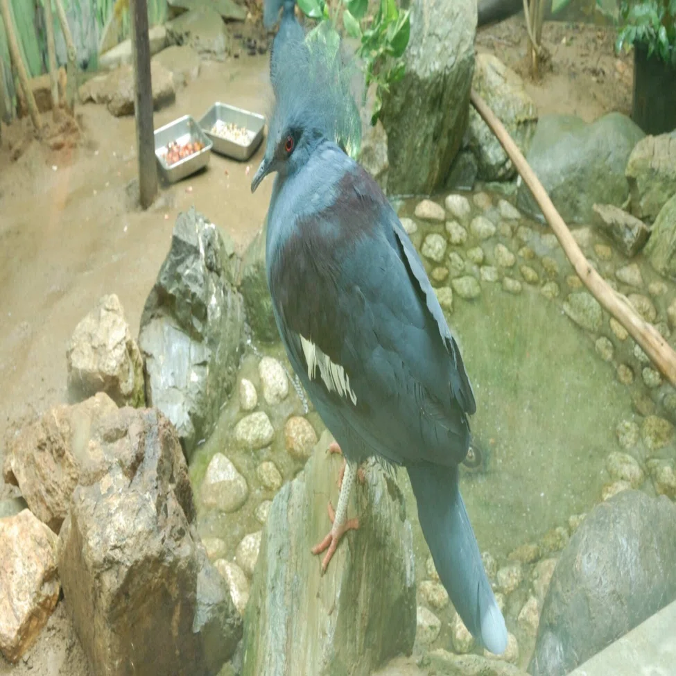 カンムリバトの剥製 千葉市：千葉市動物公園 カンムリバト