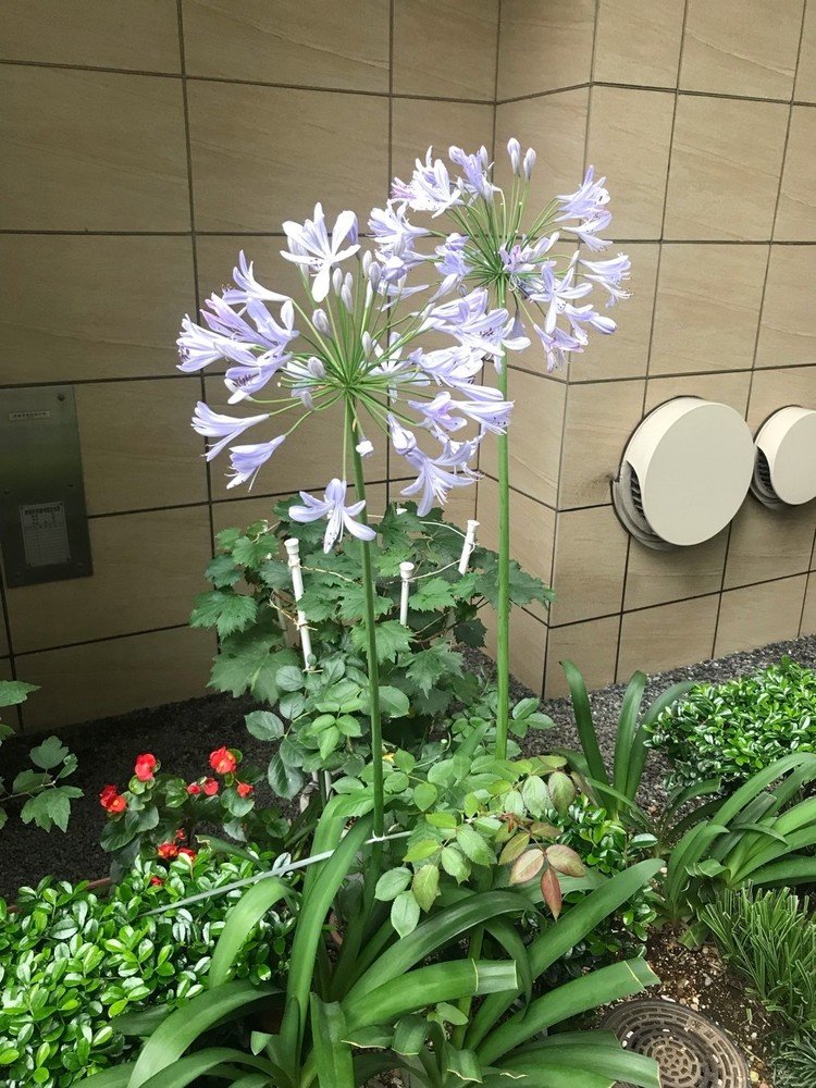 名前は知りませんが
「梅雨明け」という感じの花なので撮りました📸🌼