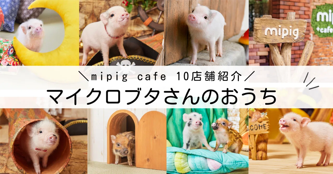 絵本のような世界観で表現する、mipig cafe の店舗デザイン。マイクロ 