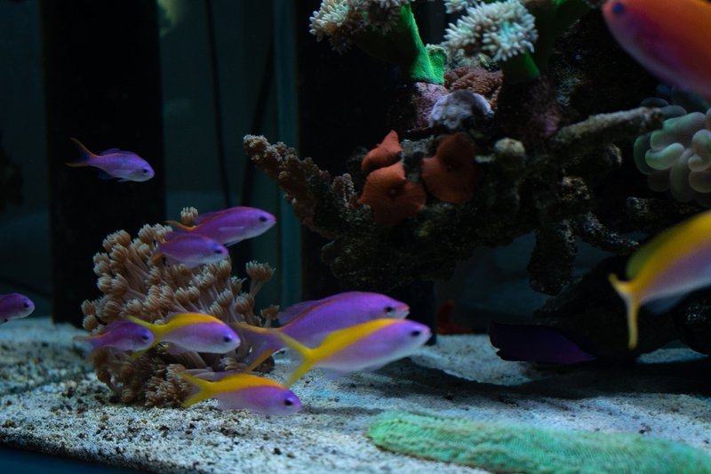 水生生物マニアにインタビュー Vol 3 沖縄のダイバーアクアリスト イノカ Note 水生生物マニアにインタビュー Vol 3 沖縄のダイバーアクアリスト イノカ Note