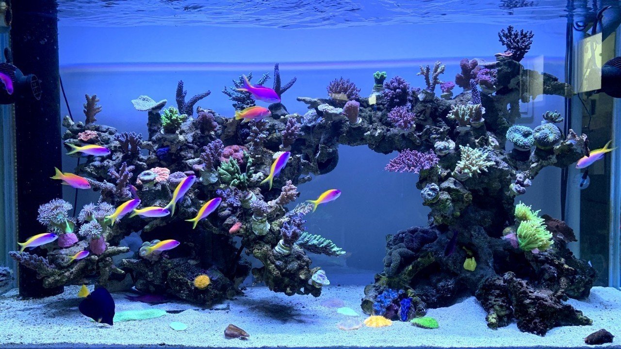 水生生物マニアにインタビュー Vol.3 〜沖縄のダイバーアクアリスト