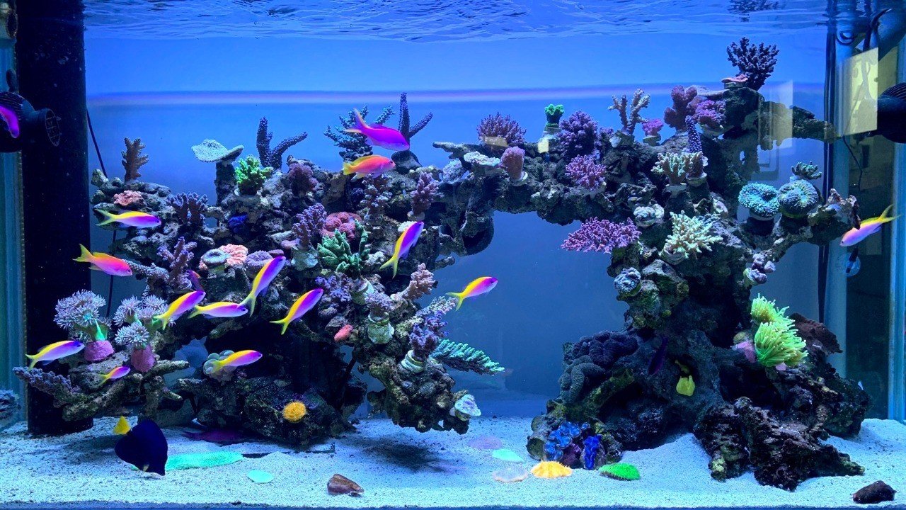 水生生物マニアにインタビュー Vol.3 〜沖縄のダイバーアクアリスト