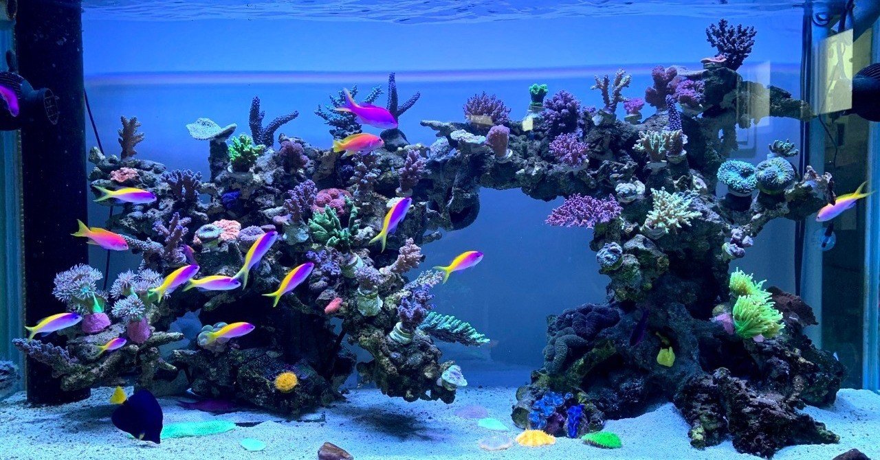 水生生物マニアにインタビュー Vol 3 沖縄のダイバーアクアリスト イノカ Note