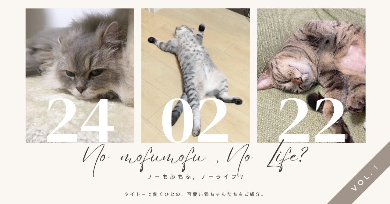 ノー もふもふ, ノー ライフ？【可愛い猫ちゃん達をご紹介